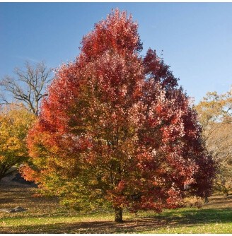 Клен червоний 'October Glory'