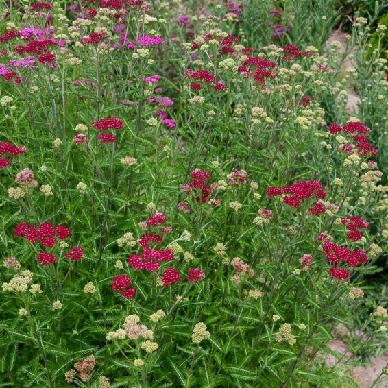 Тысячелистник гибридный 'Cassis' - 4