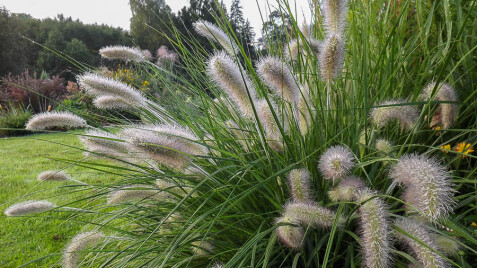 Пенісетум лисохвостий — ідеальний злак для природного саду