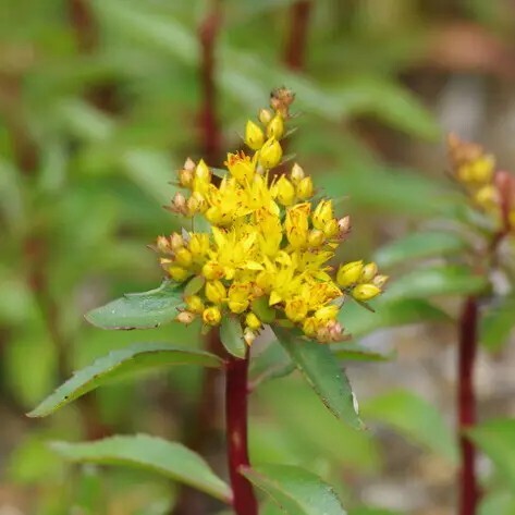 Очиток живучий - 4