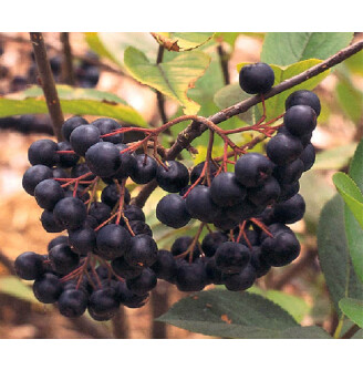 Горобина чорноплідна