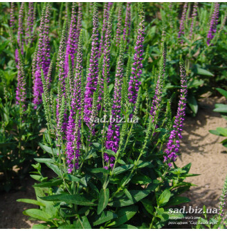 Вероніка 'Atomic Red Ray' ® PBR