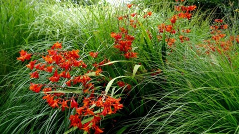 Крокосмия - эффектный многолетник с яркими цветами