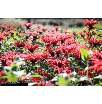 Монарда гибридная 'Pink'