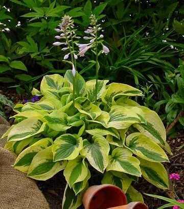 Хоста 'Mama Mia' - 4