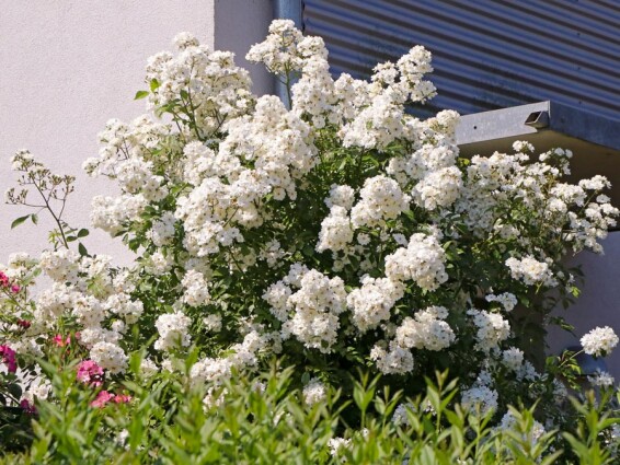 Роза многоцветковая - 3 Роза многоцветковая - 3