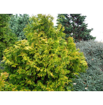 Туйовик долотовидний 'Aurea'