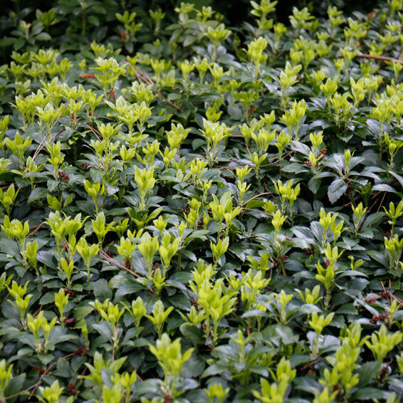 Пахізандра верхівкова - 5 Пахізандра верхівкова - 5