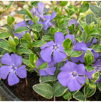 Барвінок малий 'Ralph Shugert'