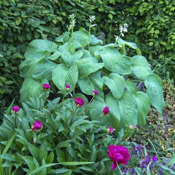 Хоста 'T Rex' #3, С3 - - 2 Хоста 'T Rex' #3, С3 - - 2