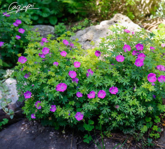 Герань кроваво-червона 'Max Frei' - 3 Герань кроваво-червона 'Max Frei' - 3
