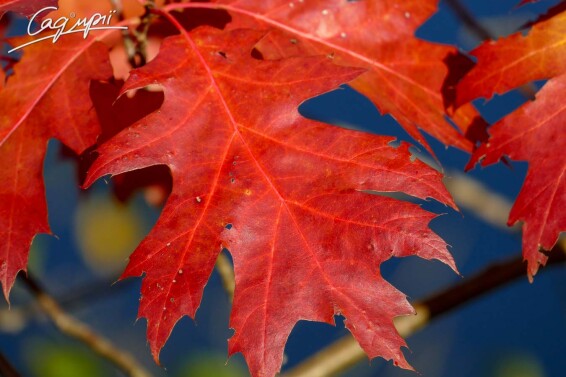 Дуб красный - 1