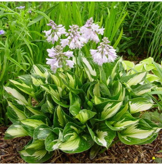 Хоста 'Whirlwind'