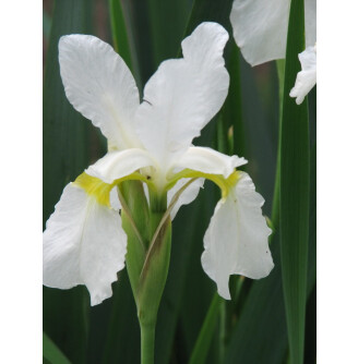 Ирис карликовый 'Cust'