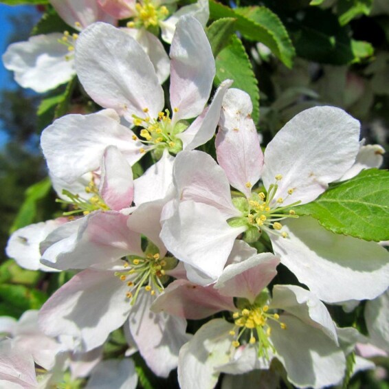 Яблуня 'Red Jade' - 4 Яблуня 'Red Jade' - 4