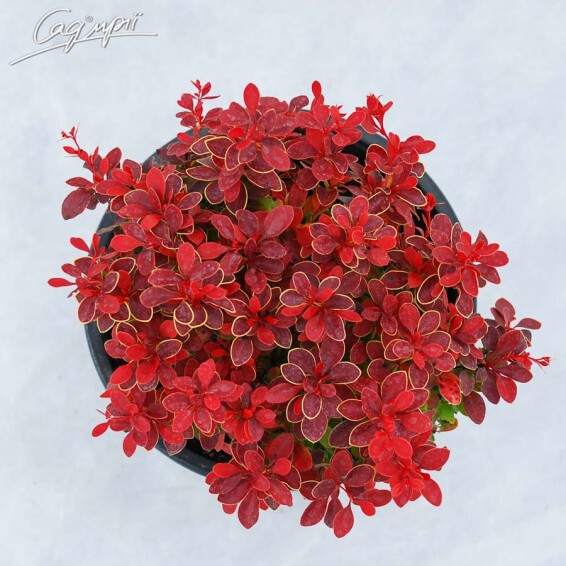 Барбарис Тунберга 'Bagatelle' - 3 Барбарис Тунберга 'Bagatelle' - 3