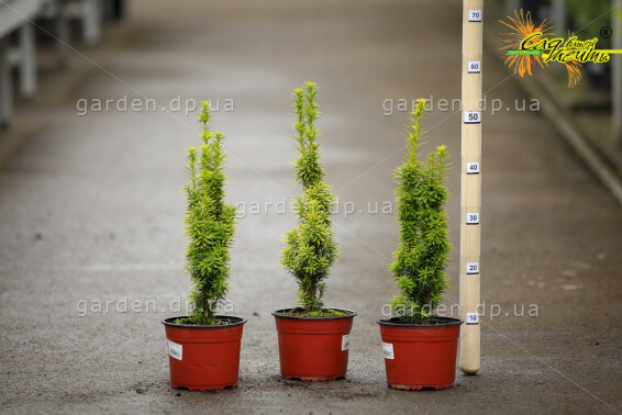 Тис ягодный 'David' - 2