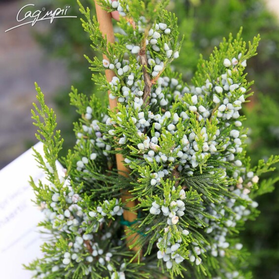 Можжевельник виргинский 'Canaertii' - 4