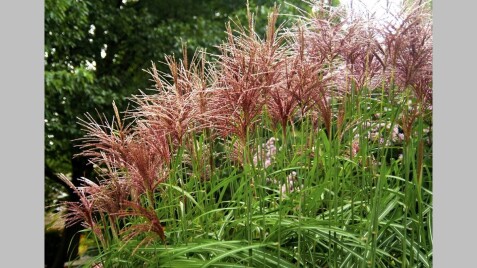 Мискантус китайский 'Malepartus' - отличный выбор злака для Вашего сада