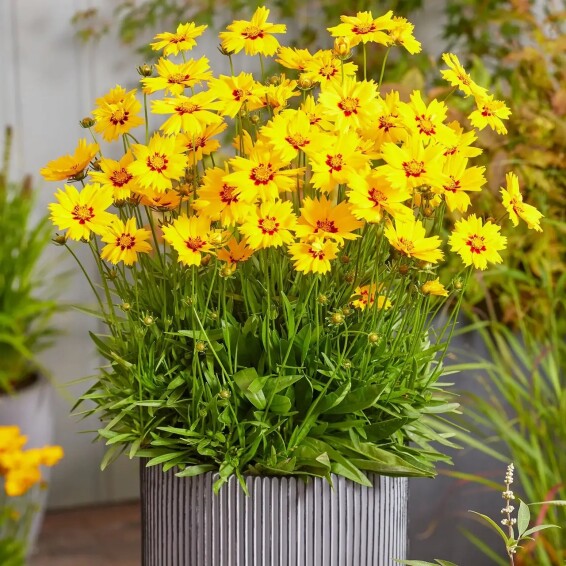 Кореопсіс великоквітковий ‘Solar® Mellow’ - 4