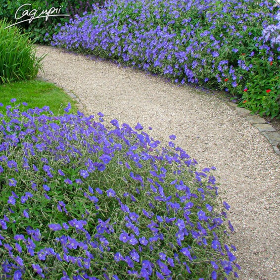 Герань гімалайська 'Baby Blue' - 6