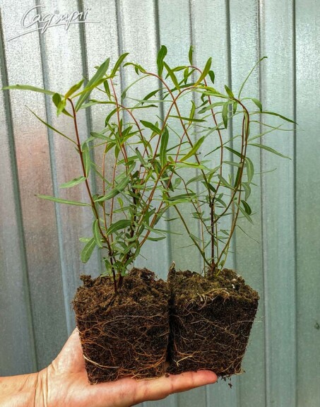 Верба пурпурна 'Nana' - 4