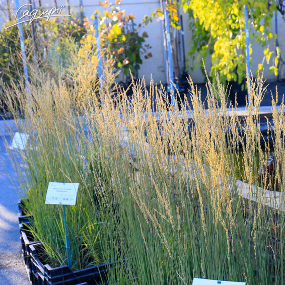 Молінія голуба 'Moorhexe' - 5 Молінія голуба 'Moorhexe' - 5