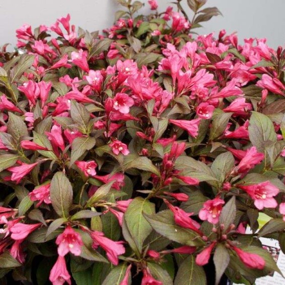 Вейгела квітуча 'Minor Black' - 3