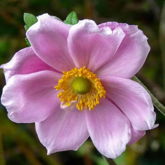 Анемона гібридна 'Queen Charlotte' - 1 Анемона гібридна 'Queen Charlotte' - 1