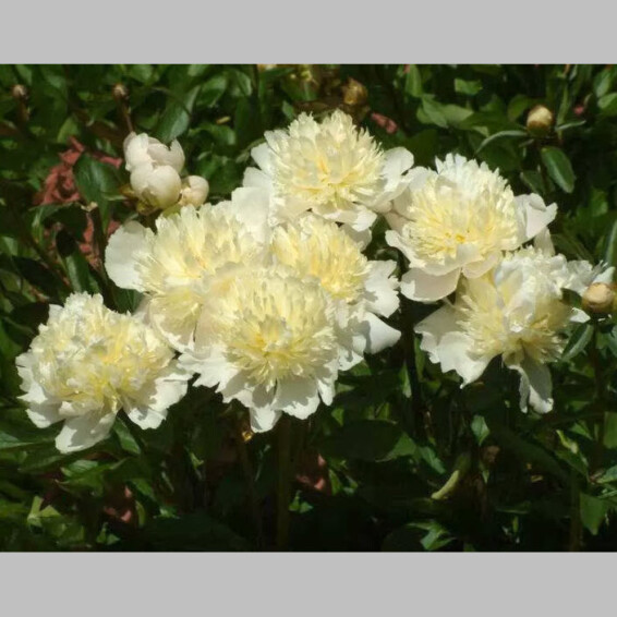 Півонія трав'яниста 'Laura Dessert' - 2