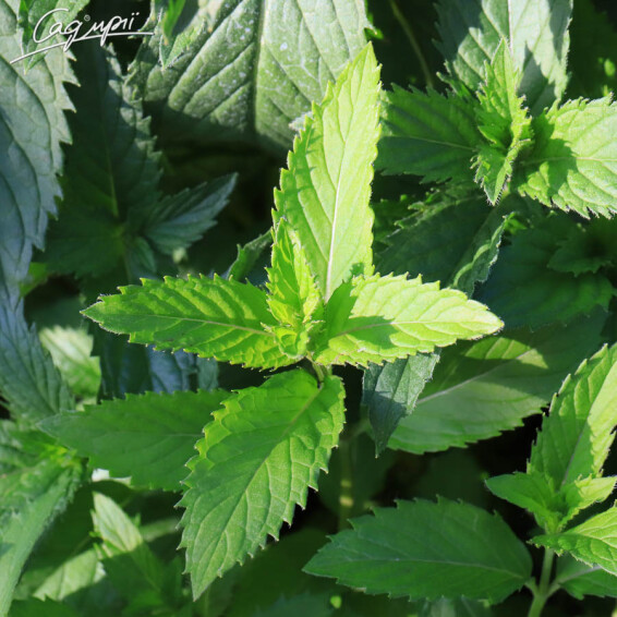 Мята швейцарская - 3 Мята швейцарская - 3