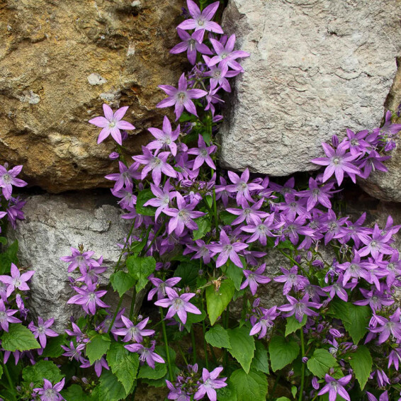 Колокольчик Пожарского 'Lisduggan Variety' - 1