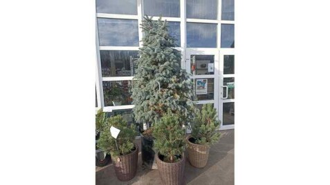 В Садовом центре - прекрасные елки к Новому Году