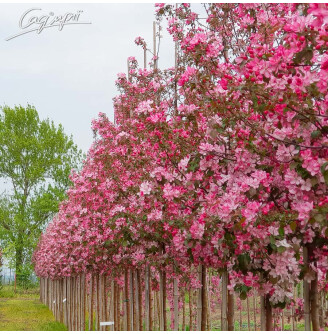 Яблуня 'Rudolf'