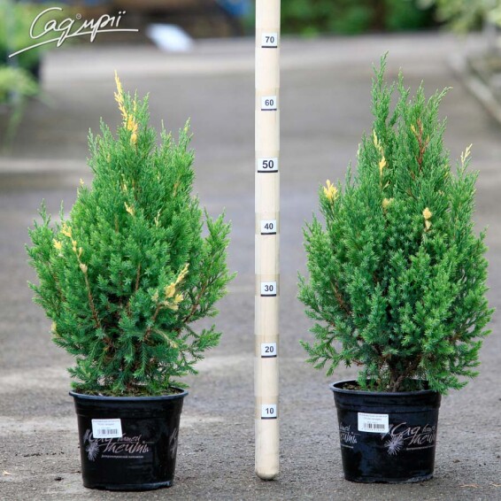 Ялівець китайський 'Stricta Variegata' - 1 Ялівець китайський 'Stricta Variegata' - 1