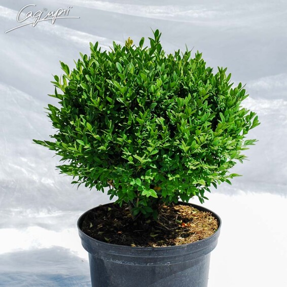 Самшит вечнозеленый - 3