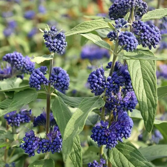 Каріоптерис кландонський 'Kew Blue' #1, C3 - - 1