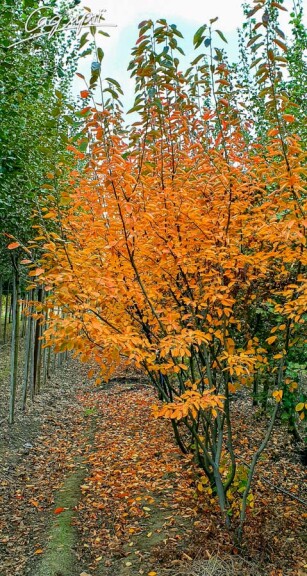 Ірга Ламарка - 4 Ірга Ламарка - 4