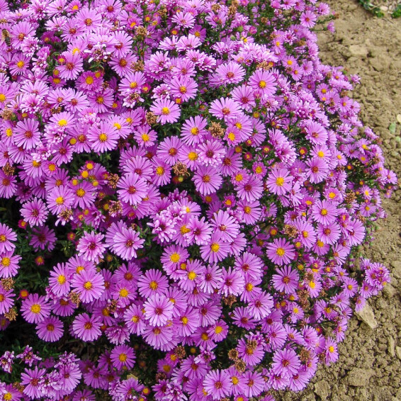 Астра кустарниковая 'Anneke' #1, p9 - - 6