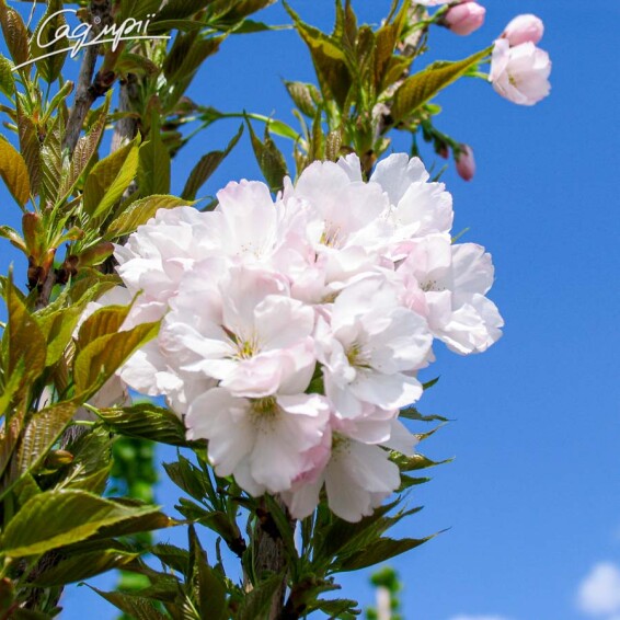 Сакура мелкопильчатая 'Amanogawa' #5, WRB 18--20 400-450 St. 1/2 - 2 Сакура мелкопильчатая 'Amanogawa' #5, WRB 18--20 400-450 St. 1/2 - 2