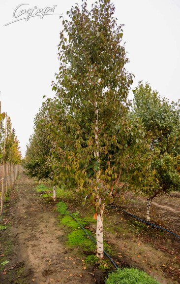 Береза китайская 'Fascination' - 2