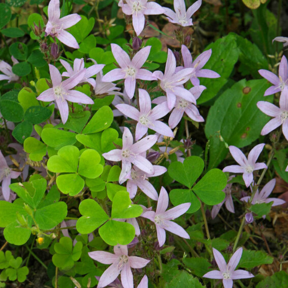 Колокольчик Пожарского 'Lisduggan Variety' - 5