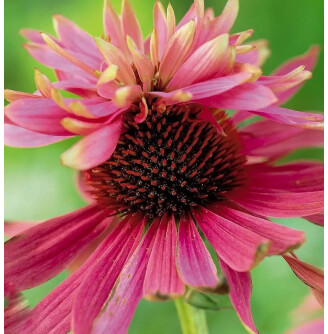 Ехінацея пурпурна 'Double Decker'