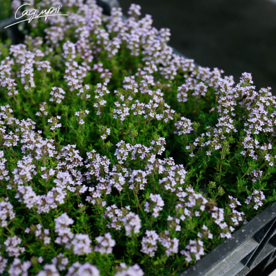 Тимьян обыкновенный 'Compactus' #1, p9 - - 2