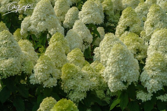 Гортензія волотиста 'Limelight' ® #4, С7 - - 5