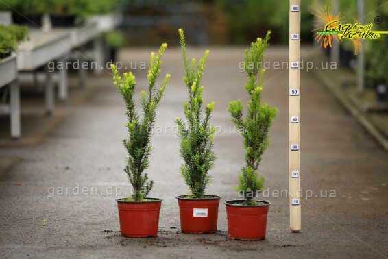 Тис середній 'Hillii', WRB - 100-125 - - 1