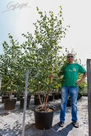 Береза плакучая #3, C3 - 150-175 - - 11 Береза плакучая #3, C3 - 150-175 - - 11