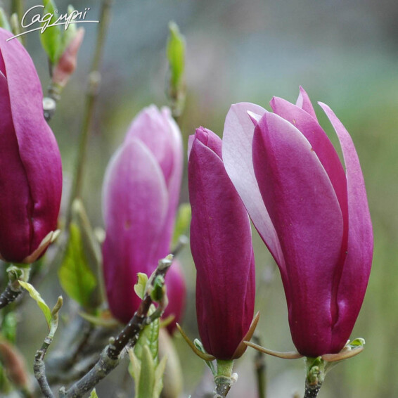 Магнолія лілієквіткова 'Nigra' - 4