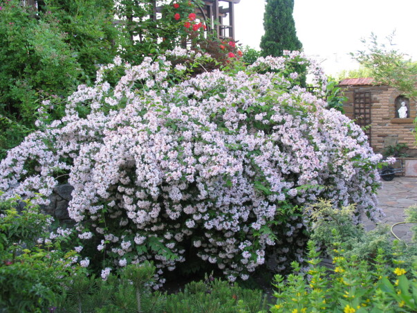 Как правильно посадить растение