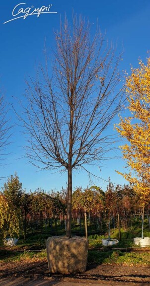 Липа сердцелистная 'Greenspire' #5, WRB 35--40 600-700 St. 180 - 3